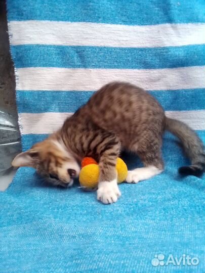 Котенок в добрые руки