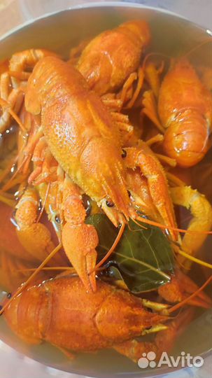 Раки живые и вареные (розница / опт )