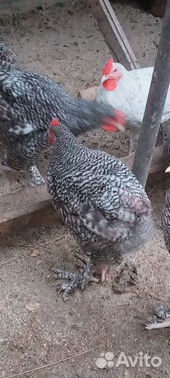 Пушкинские, мехеленская кукушка, голошейки