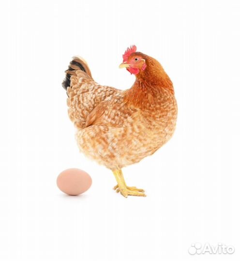 Клетка для кур 3-12 престиж