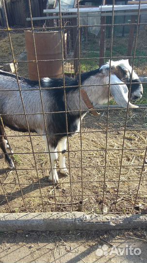 Нубийские козы