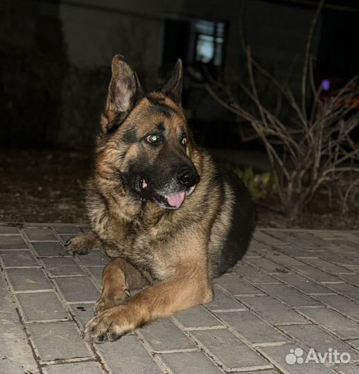 Немецкая овчарка вязка