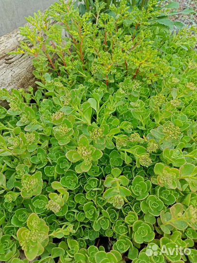 Многолетний почвопокровник