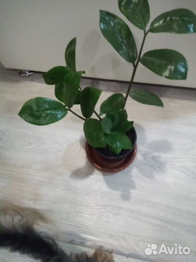 Замиокулькас