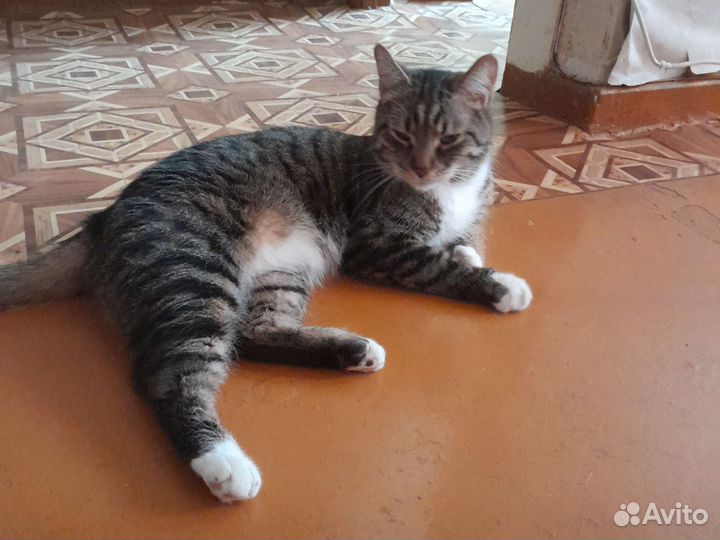 Кошка Васик отдам в хорошие руки