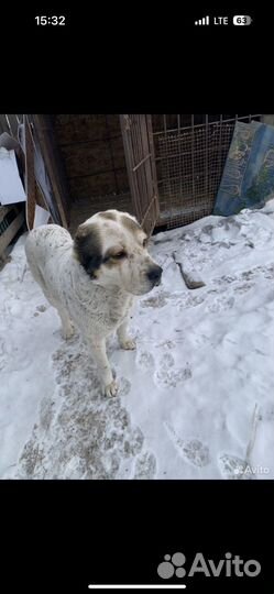 Продам щенят