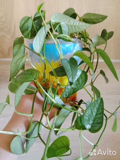 Монстеры Сильвер Блю, Сильтепекана Сальвадор