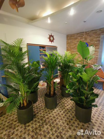 Стрелиция. Банановое дерево. Пальма, деревья, от