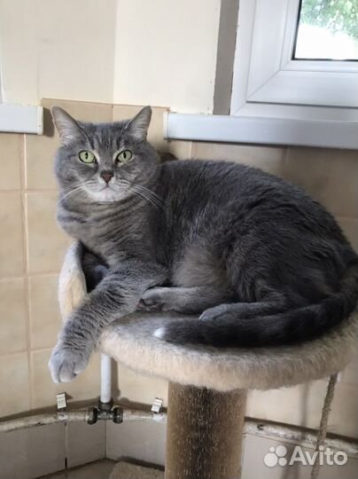 Котик здесь не просто так