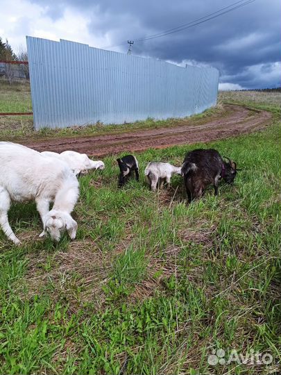 Продам козликов