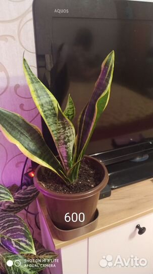 Комнатные домашние растения