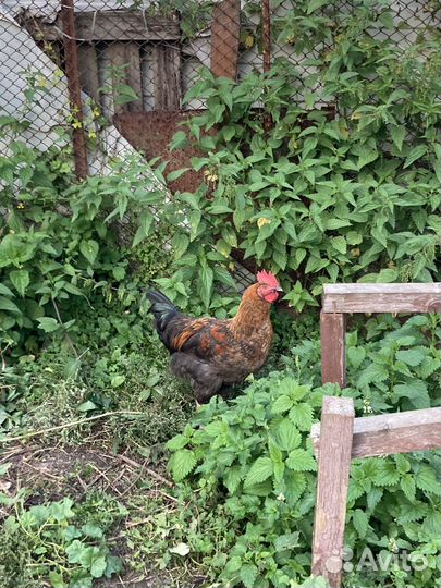 Петухи на племя