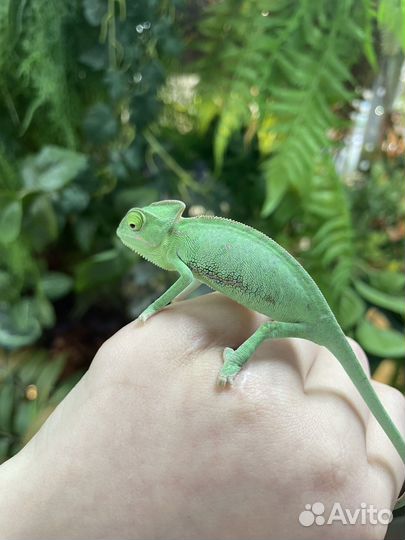 Йеменский хамелеон