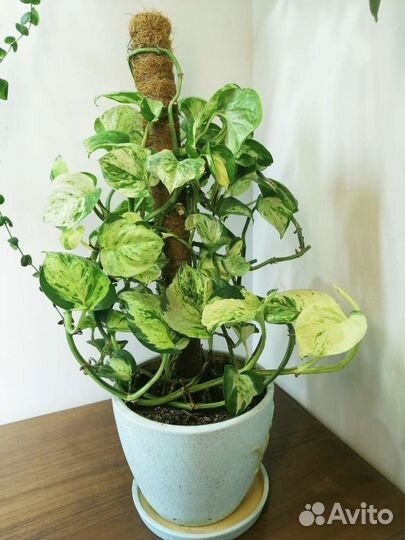 Эпипремнумы сциндапсусы срезы