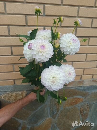 Ромашка аптечная(для использования)