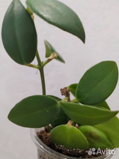 Эсхинантус