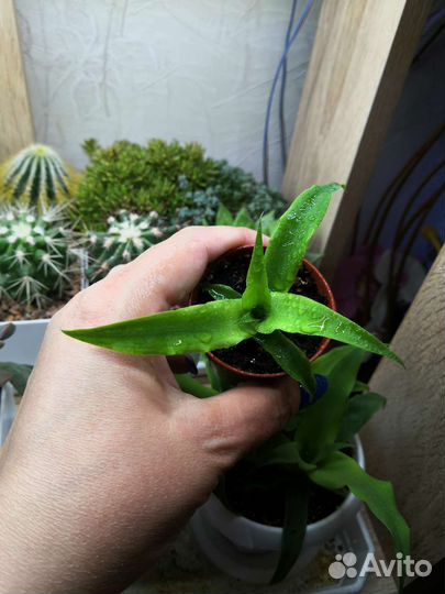 Ананас сеянцы, алоэ рауха