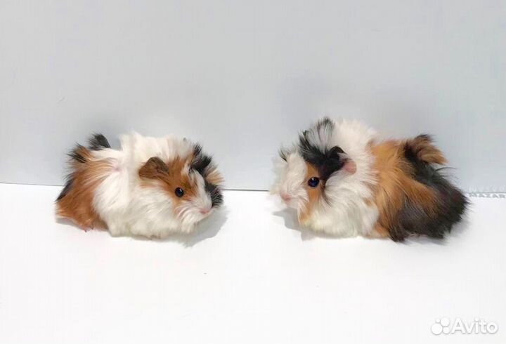 Морские свинки гладкие, розетки, перуанские