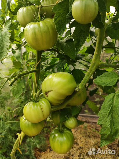 Рассада помидор