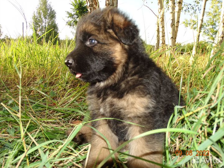 Шикарные Щенки немецкой овчарки
