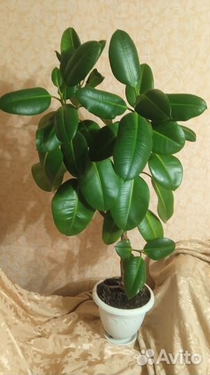 Комнатные растения:кактусы,фикусы