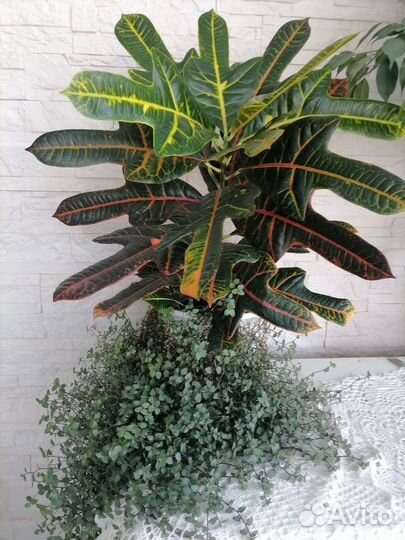 Кротон и коллизия в 1 горшке