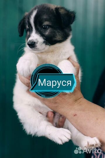 Метис
