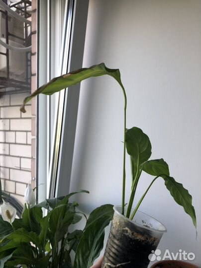 Спатифиллум