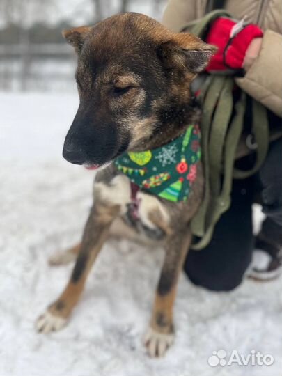 Нежеая ласковая девочка грустит в приюте