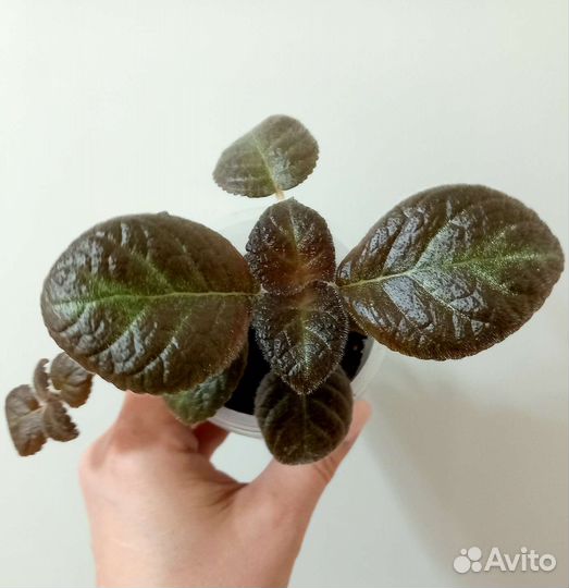 Эписция Pinkiscia