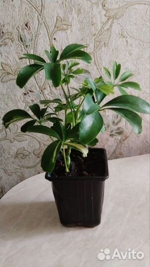 Комнатные растения цветы