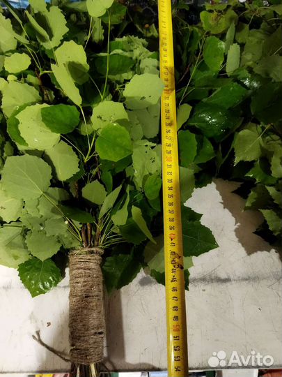 Веник березовый