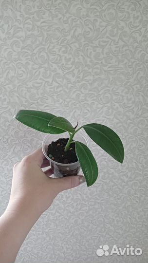 Комнатные цветы