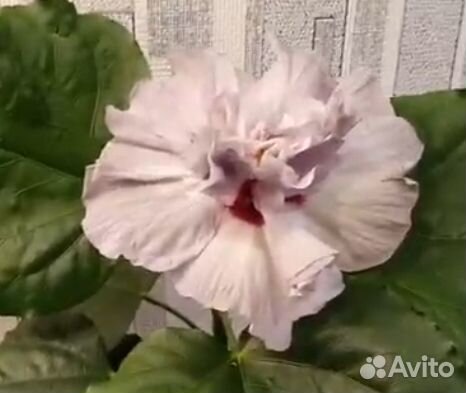 Сортовые гибискусы