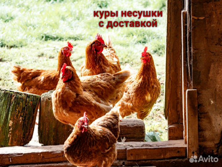 Куры несушки ломан braun и леггорн