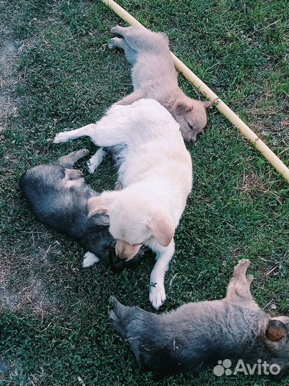 Собака в добрые руки отдам бесплатно