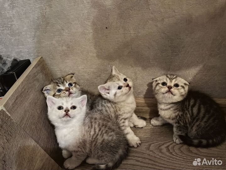 Шотландские котята