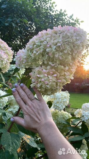 Букет на 1 сентября. Гортензия