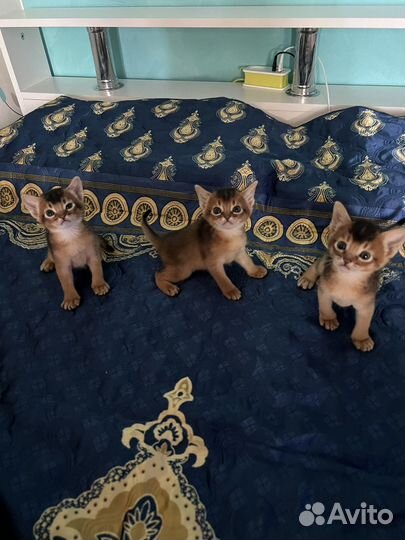 Абиссинская