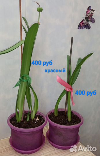 Гиппиаструм, Эухарис, Кливия