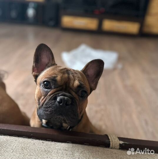Французский бульдог щенки РКФ