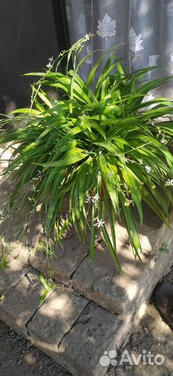 Цветок хлорофитум большой