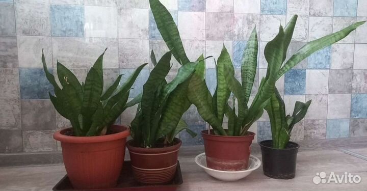 Сансевиерия. Щучий хвост, тёщин хвост