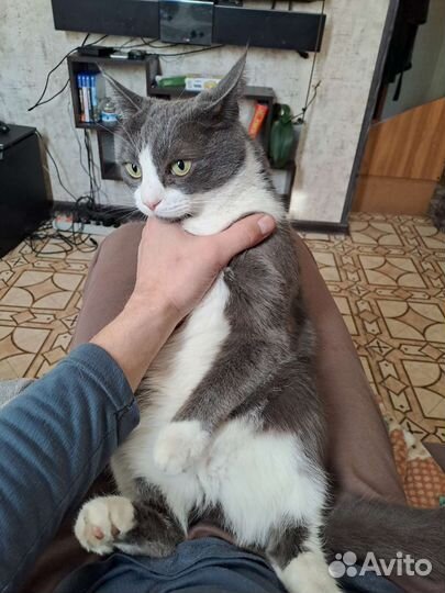 Отдам кота в добрые руки