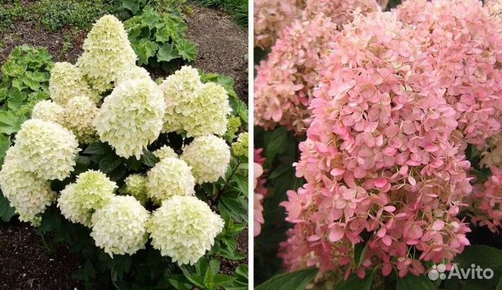 Гортензия метельчатая