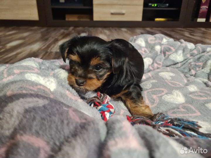 Щенки йорка