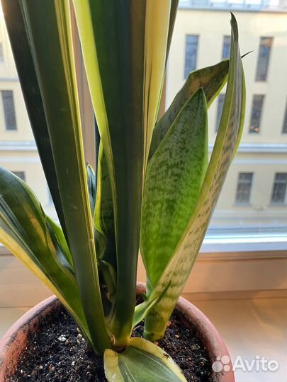 Сансевиерия