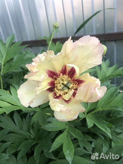 Пионы саженцы корни ито