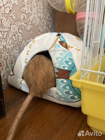 Домик для крысы