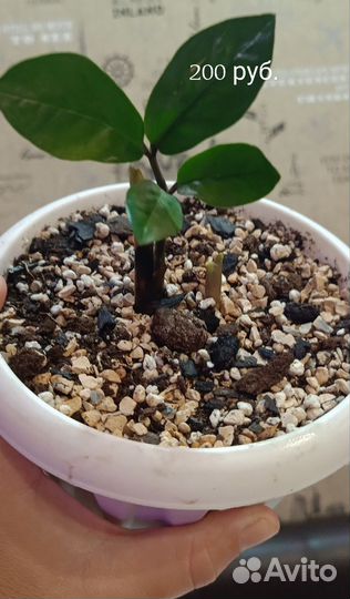 Замиокулькас